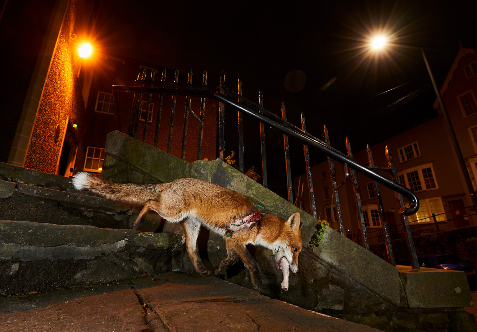 British photographer Simon Withyman took this photo of a young red fox injured by plastic barrier netting in Bristol, England.