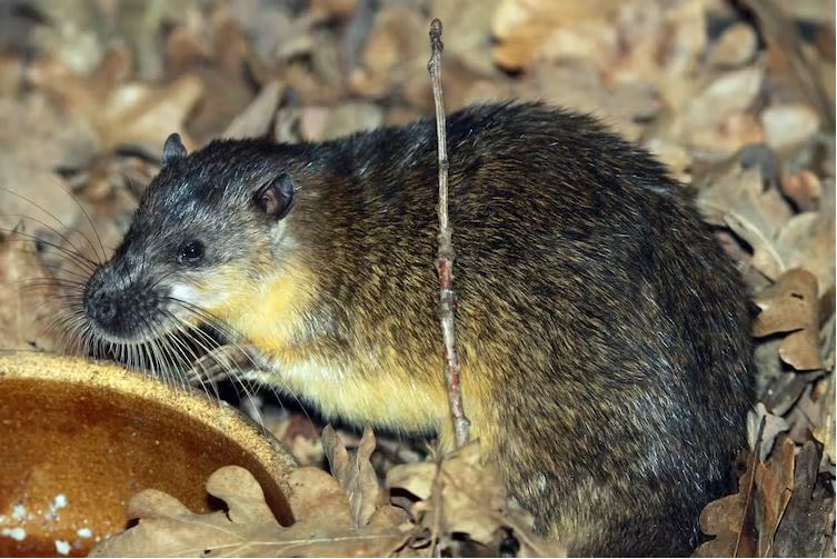 Australia's answer to the otter, the rakali, has been clever enough to figure out how to eat cane toads without getting poisoned.