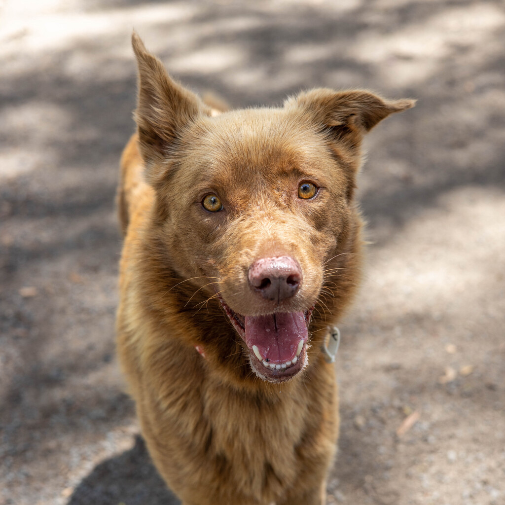 Pet adoption rates plummet as surrender rates rise