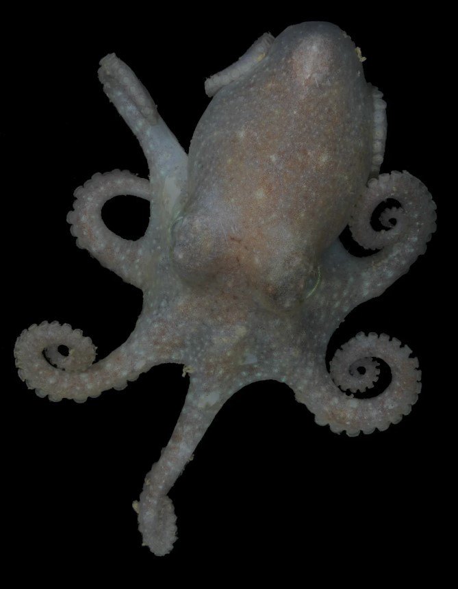 The team studied genetic information from Turquet's octopus, which is pictured above.