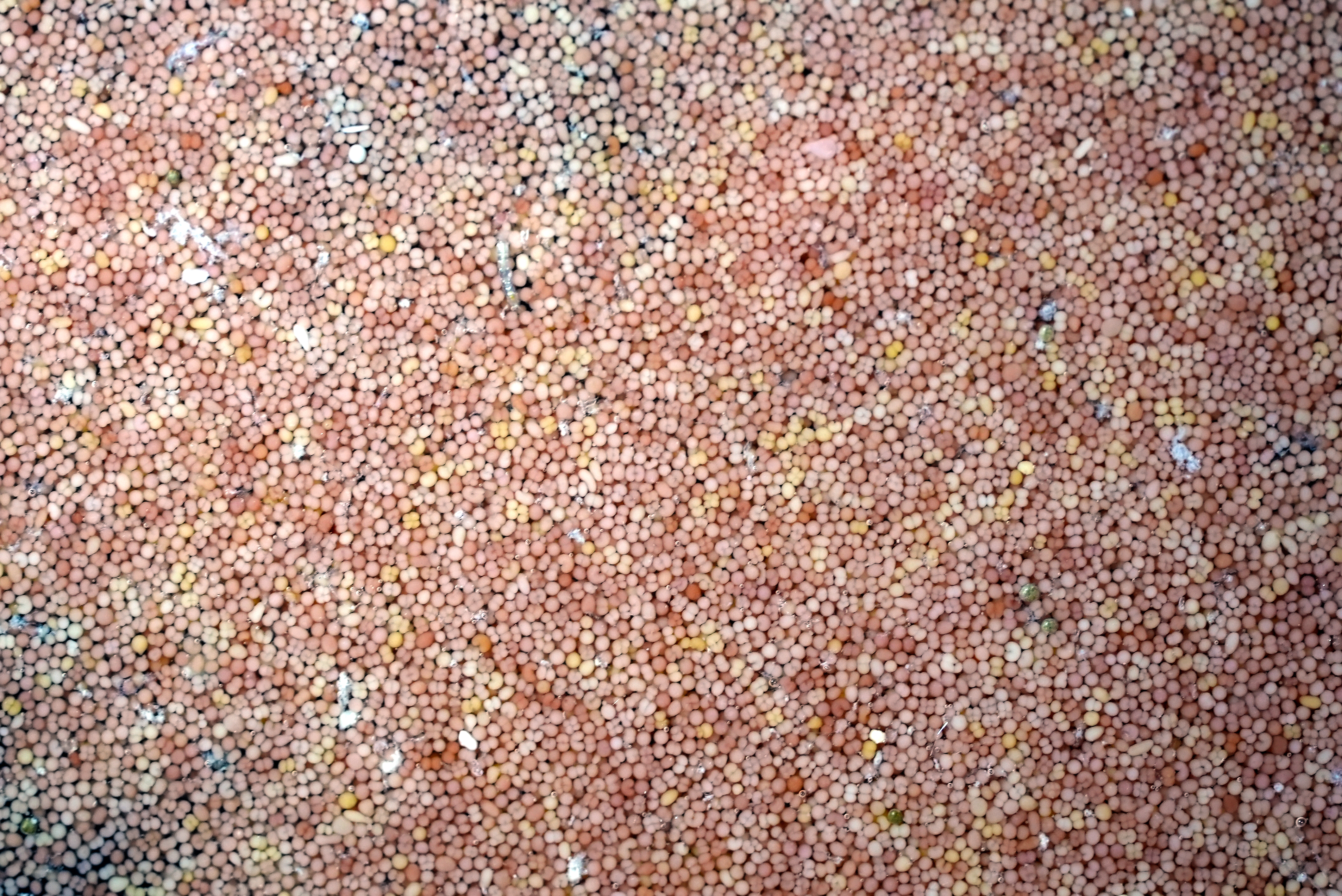Coral spawn on Great Barrier Reef after the blood moon.