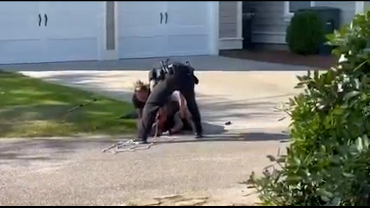 An apparently studious alligator had to be relocated after it was found wandering around an elementary school in Charleston, South Carolina in the USA.