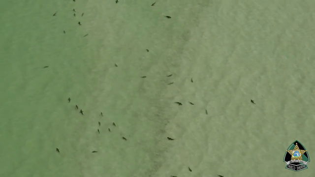 The sharks were spotted off Tampa earlier this week. 