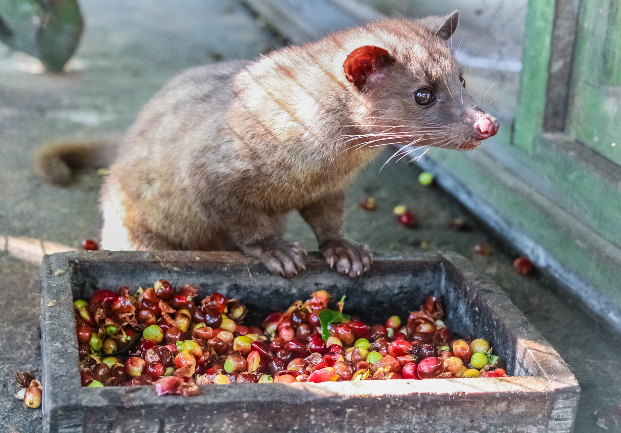 Luwak (civet cat) eating coffee bean : Luwak Coffee is the world most expensive coffee