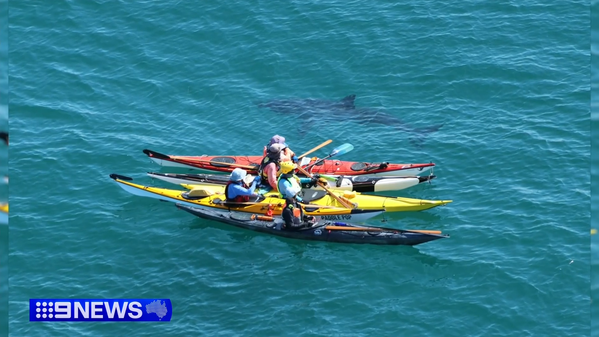 A group of Western Australian sea kayakers have come face-to-face with a five metre great white shark for the second time in four days.