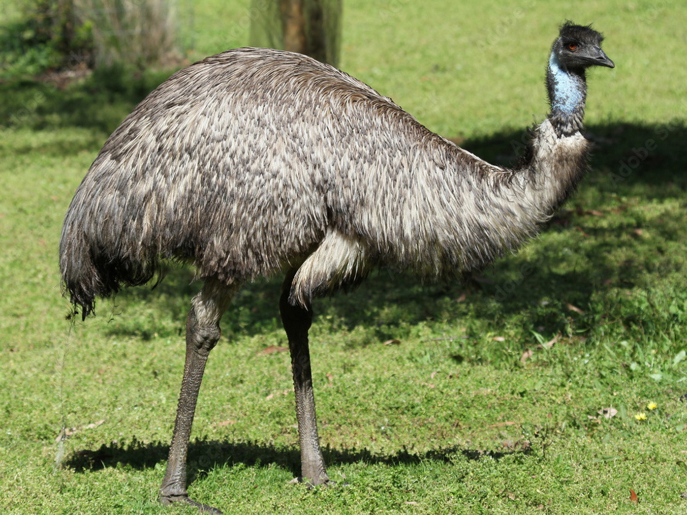 Man shares his unusual emu-related plans for $2 million lotto win