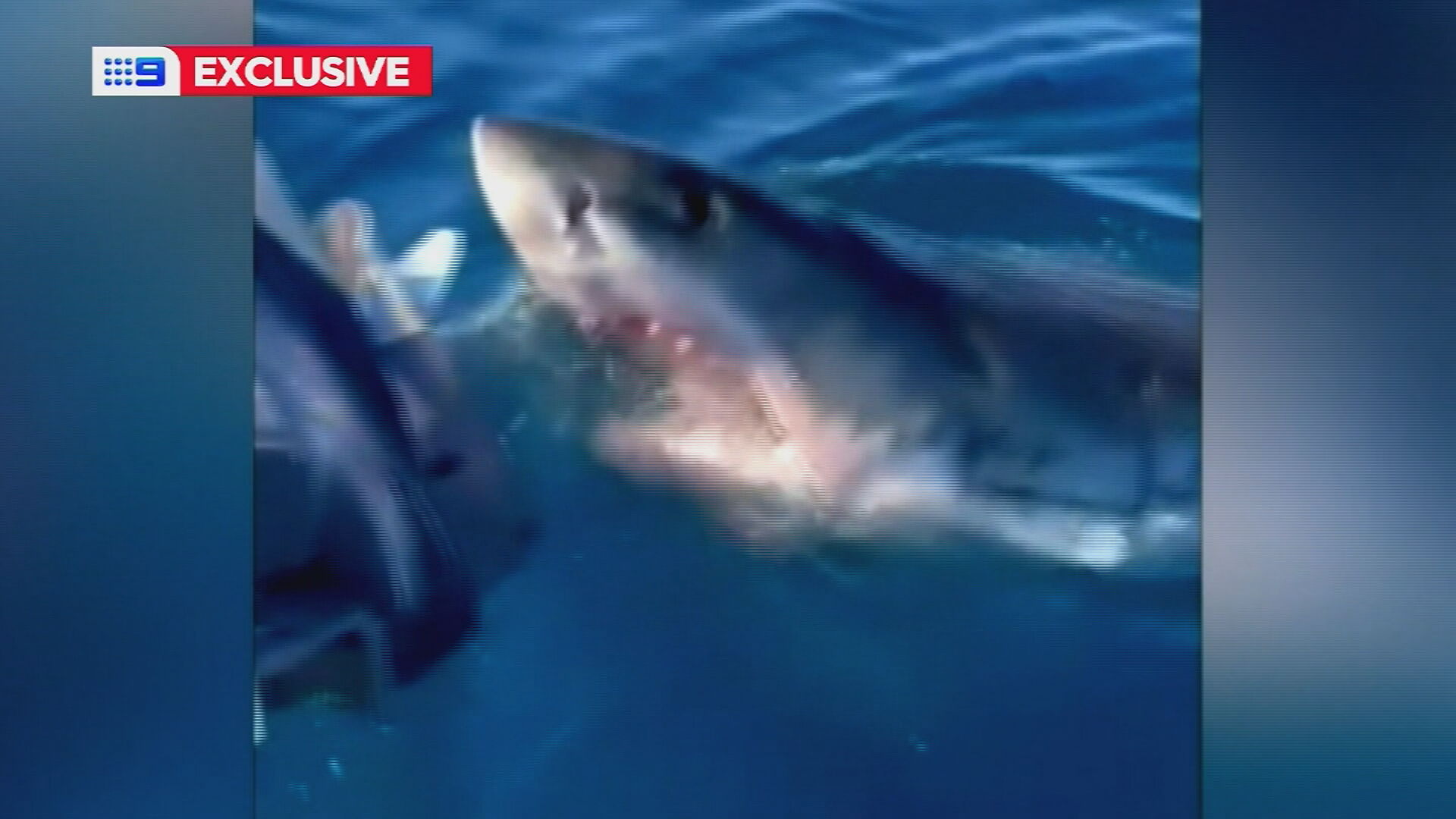 Perth shark
