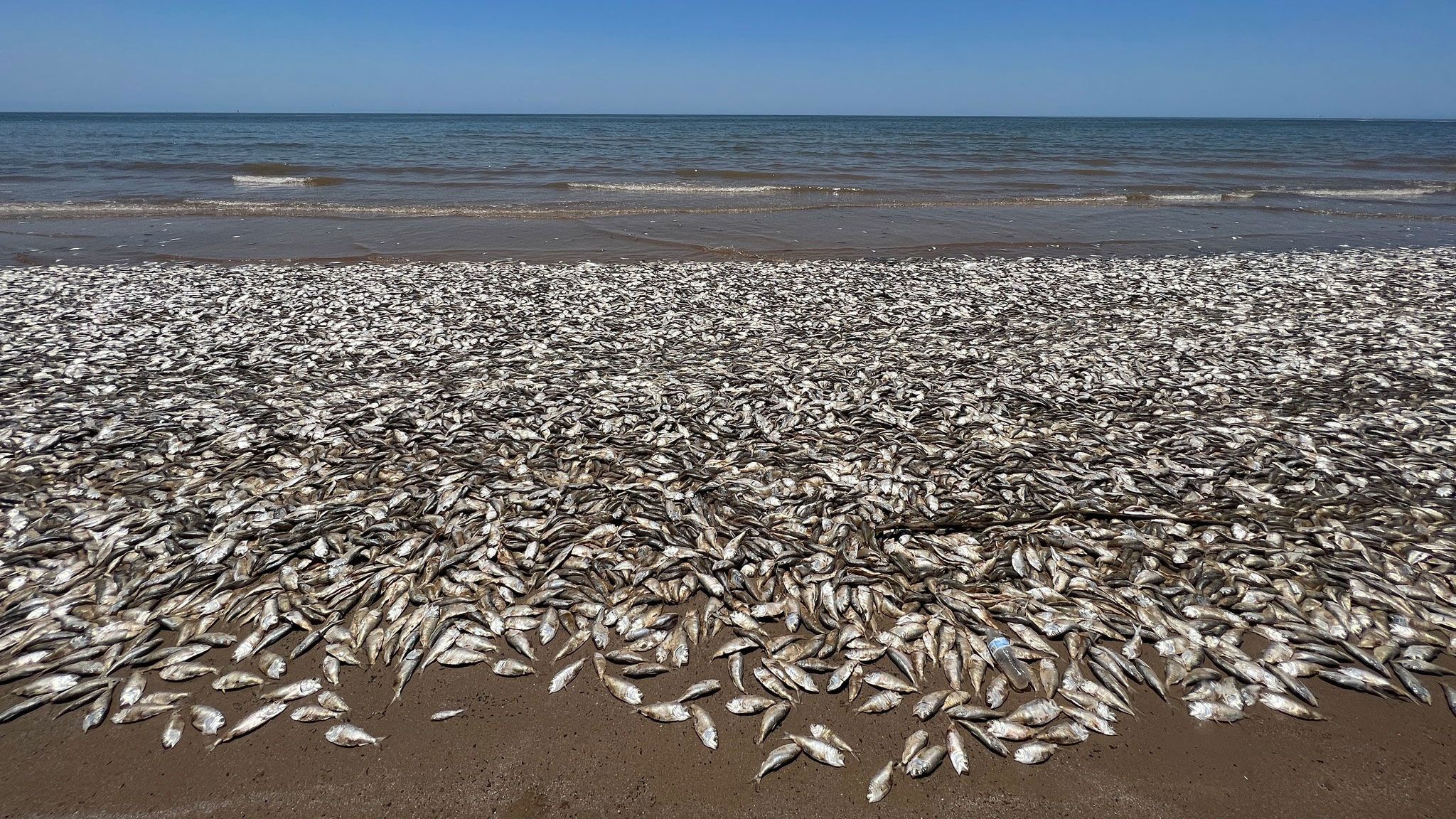 Miles de peces muertos estaban en la playa de Texas.