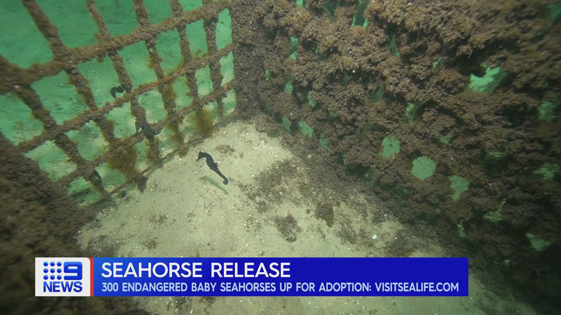 Deep below the surface of the water on Sydney's North coast are a host of seahorse hotels.