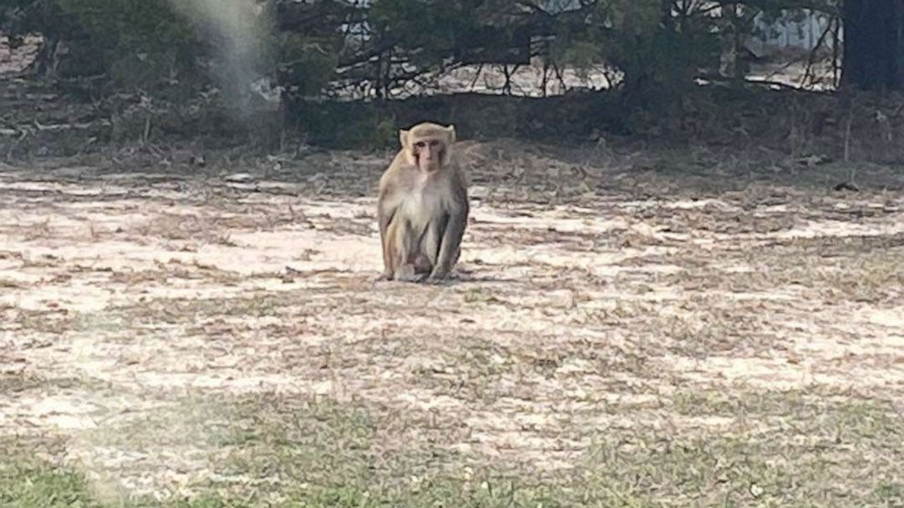 Police said they received a call about a monkey on someone's porch.