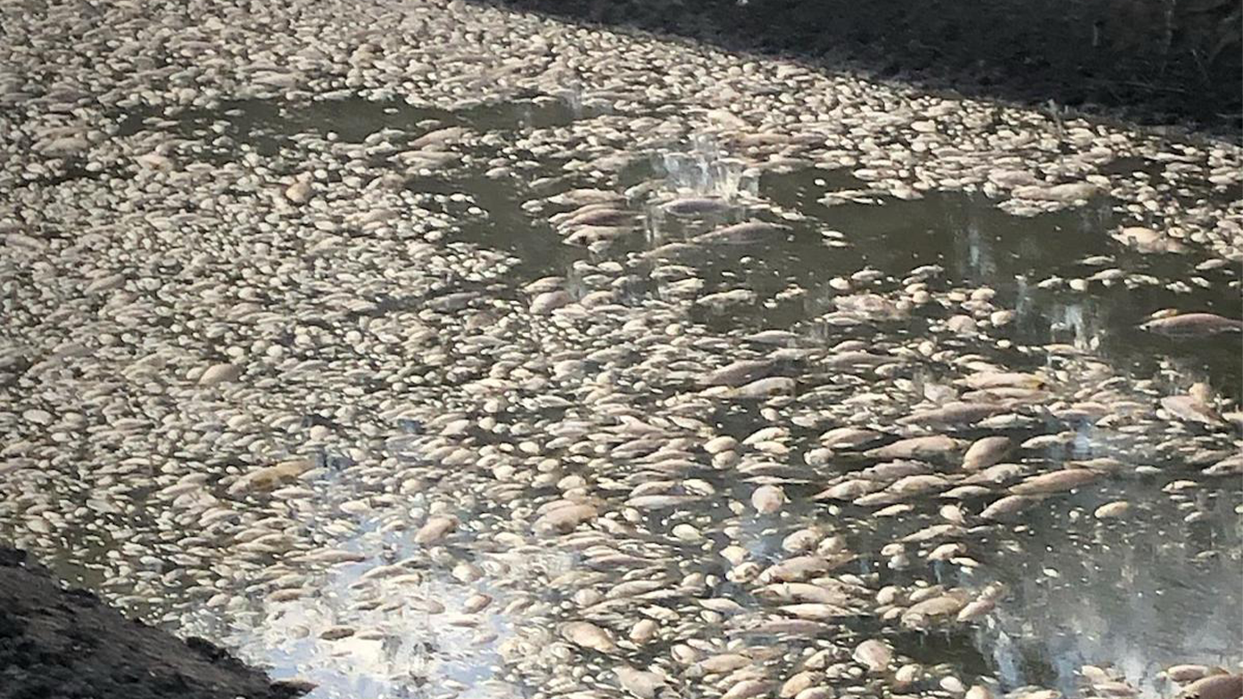 Large numbers of dead fish have been reported in the Macquarie Valley this week. Source: NSW Irrigators' Council