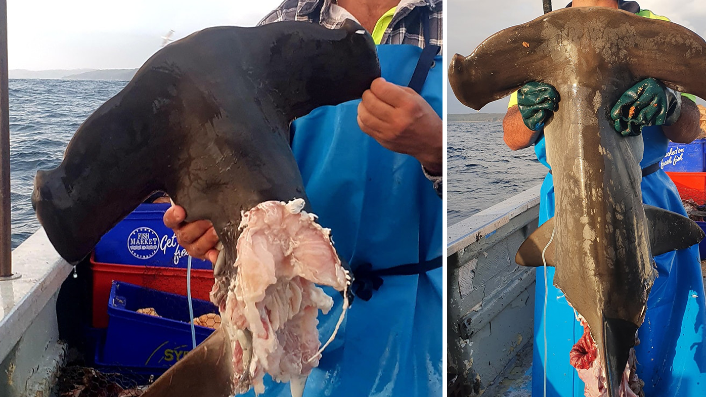 Two hammerheads also became a meal for the sharks. 