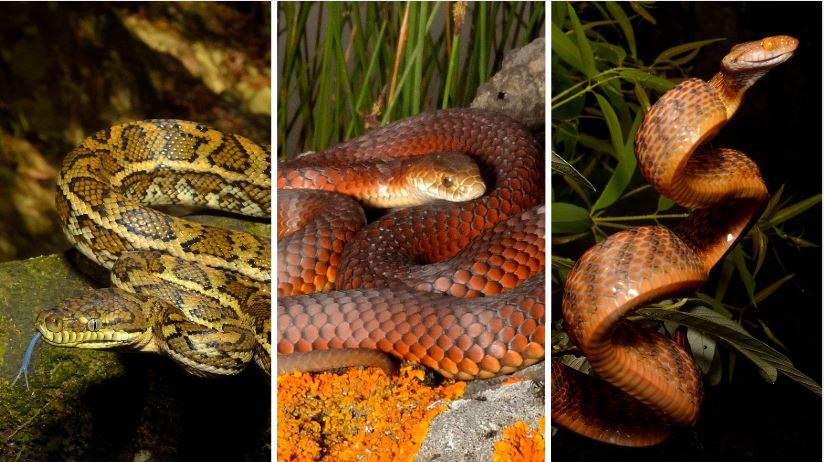 Can you identify the most common snakes living among us?