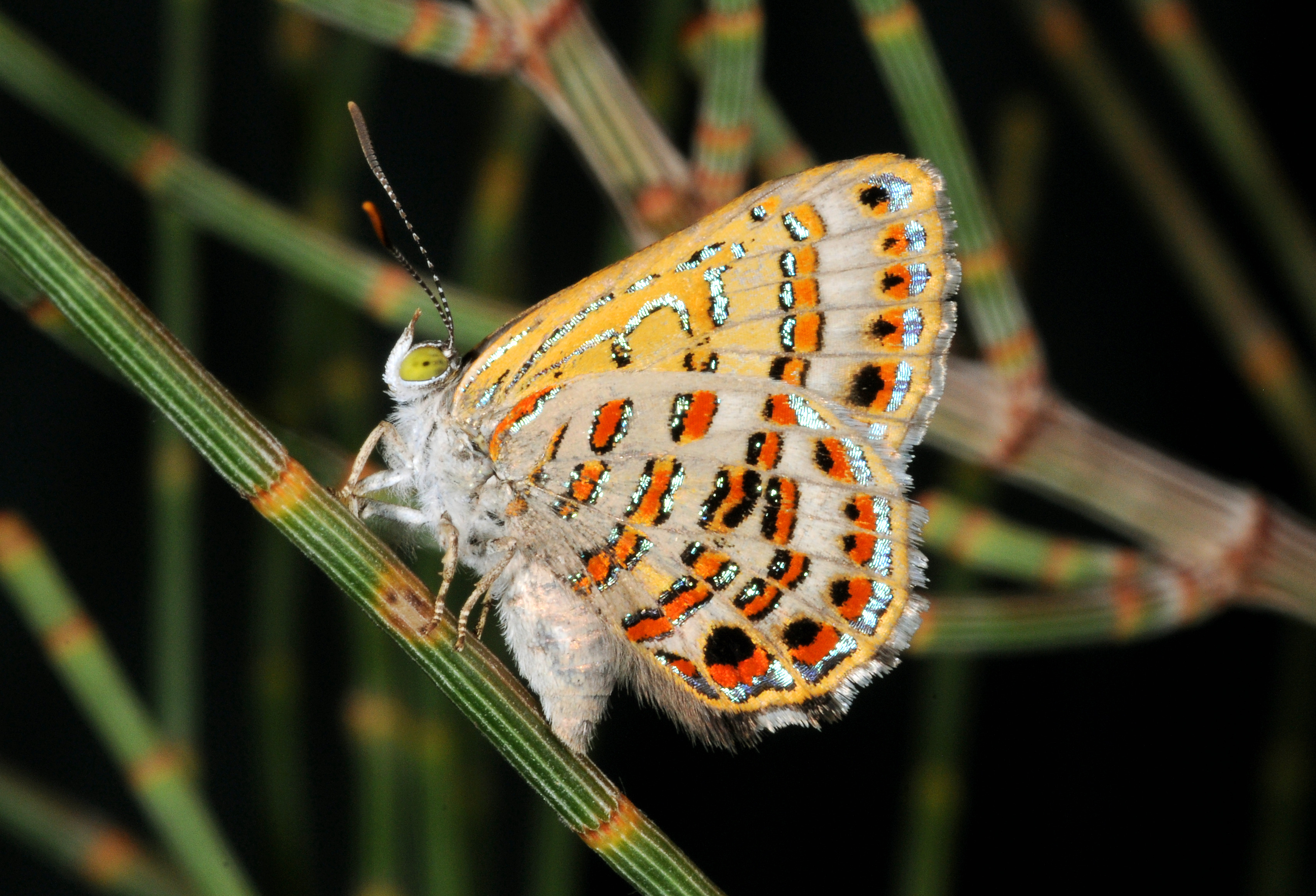 The endangered Bulloak Jewel Butterfly, Hypochrysops piceatus.