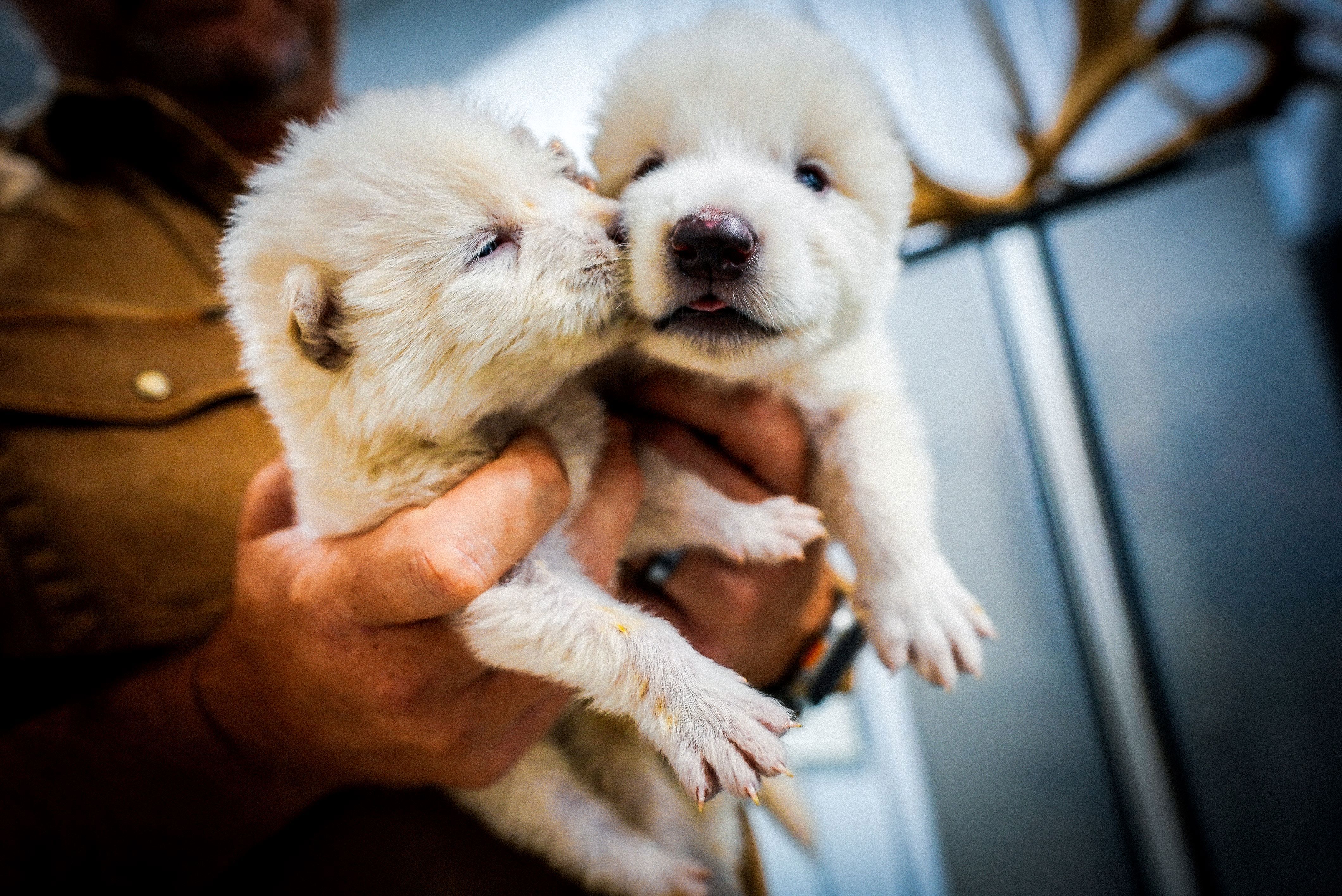Reaching out with groundbreaking news from Colossal Biosciences, the world's only de-extinction company, announcing the rebirth of the once extinct dire wolf, the world's first successfully de-extinct animal.