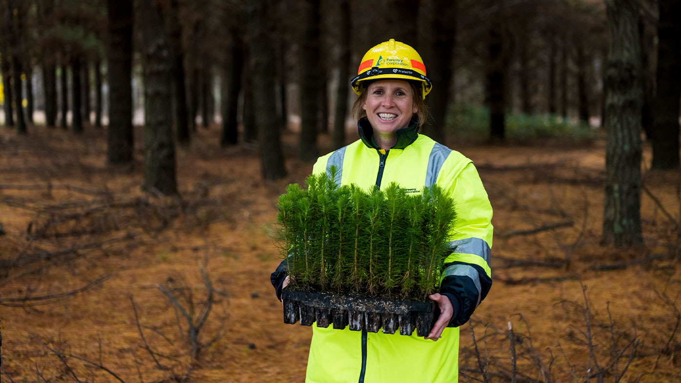 seedlings planted black summer bushfires forest rebuild