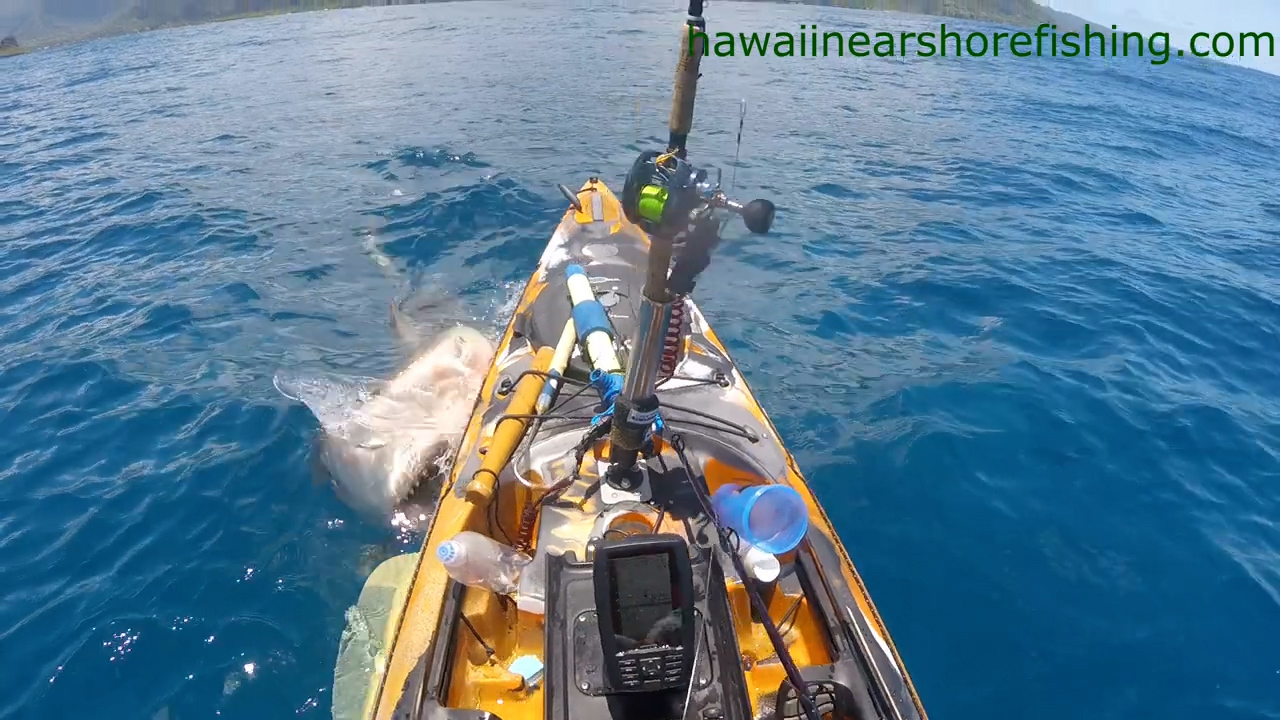 GoPro captura el encuentro de un pescador con un tiburón tigre en Hawái