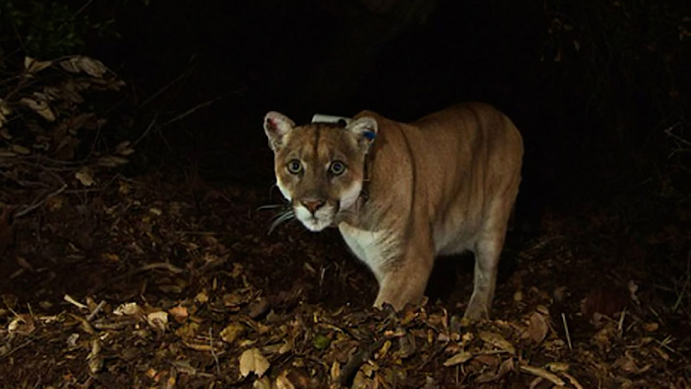 El león de montaña famoso local P-22 tuvo que ser sacrificado después de que probablemente fuera atropellado por un vehículo.