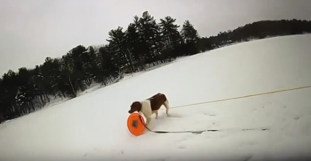 '¡Buena niña!' Perro ayuda a salvar a su dueño de un lago helado en EE. UU.