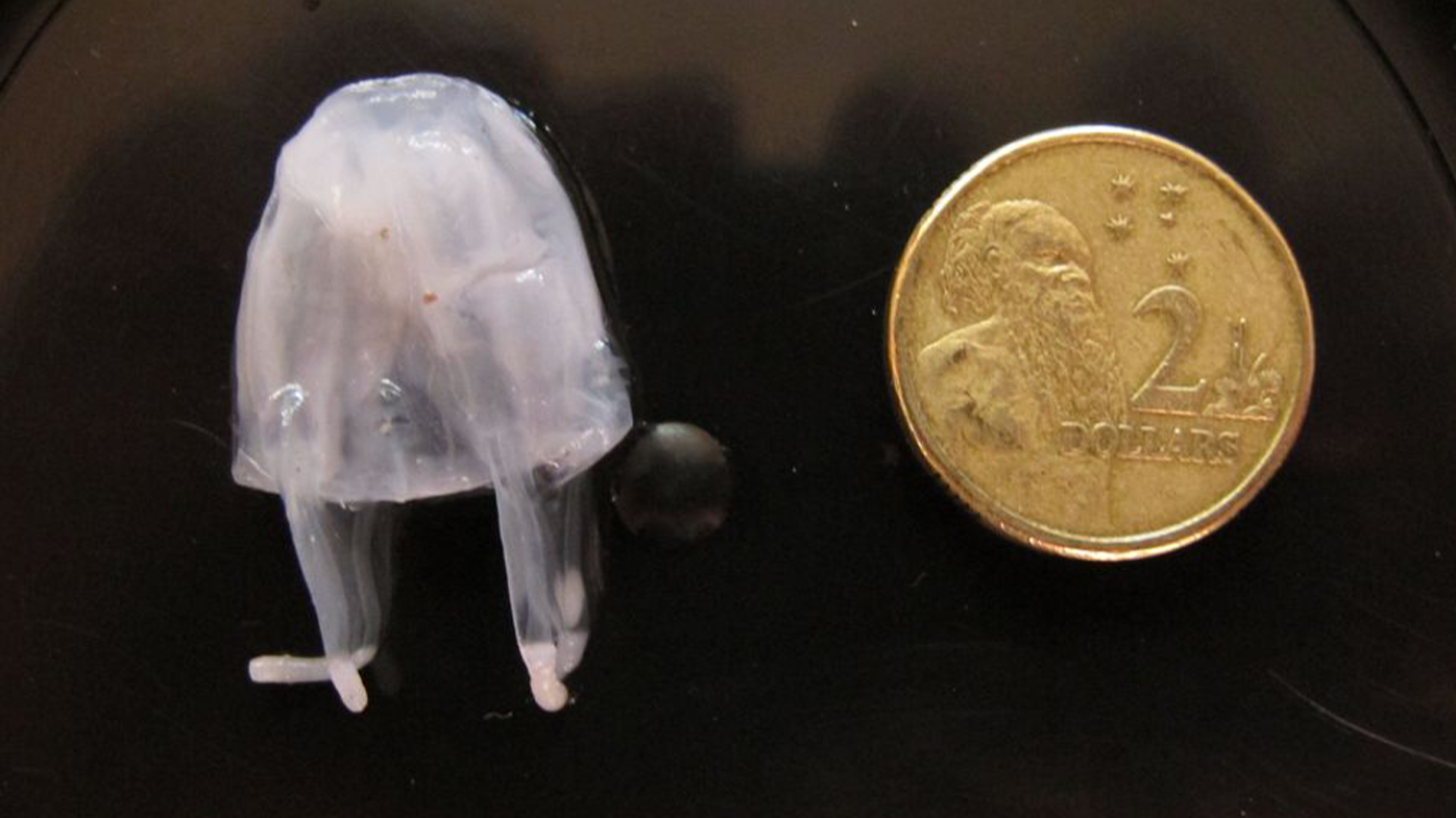 Malo bella Irukandji are about the size of a fingernail.