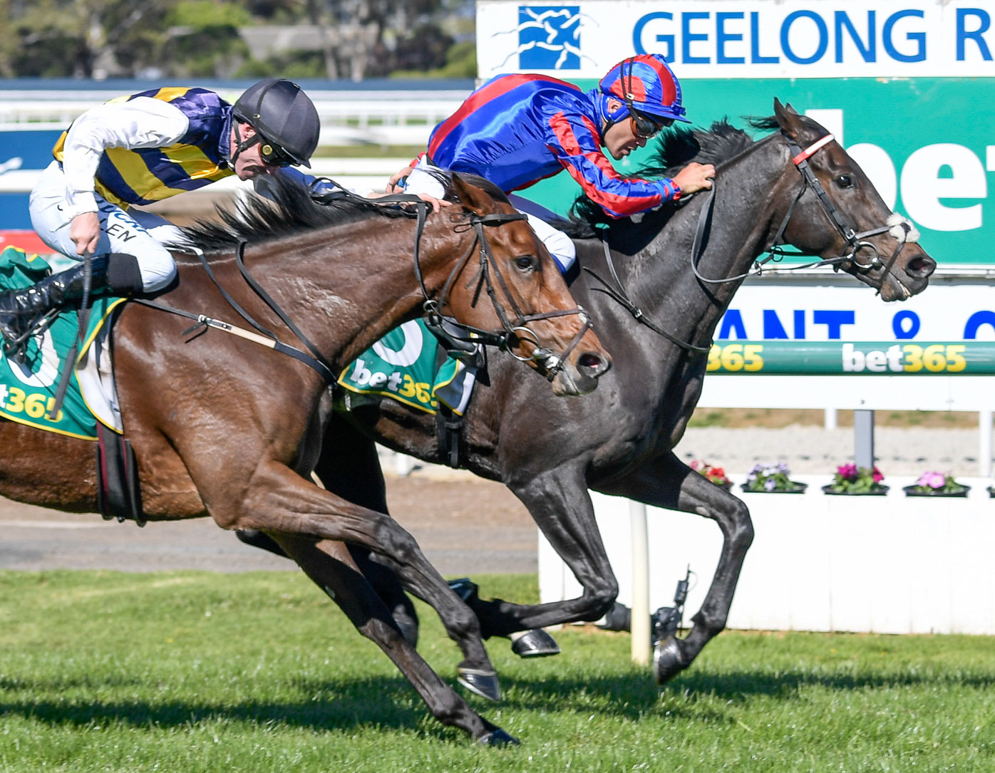 Melbourne Cup horses 2019 form guide, tips, updated odds, jockeys