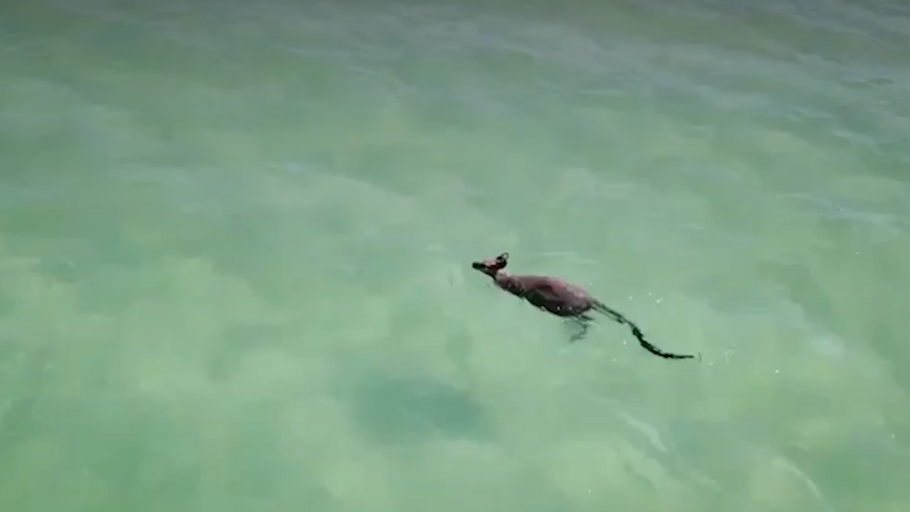 Kangaroo caught on camera enjoying swim at Queensland beach