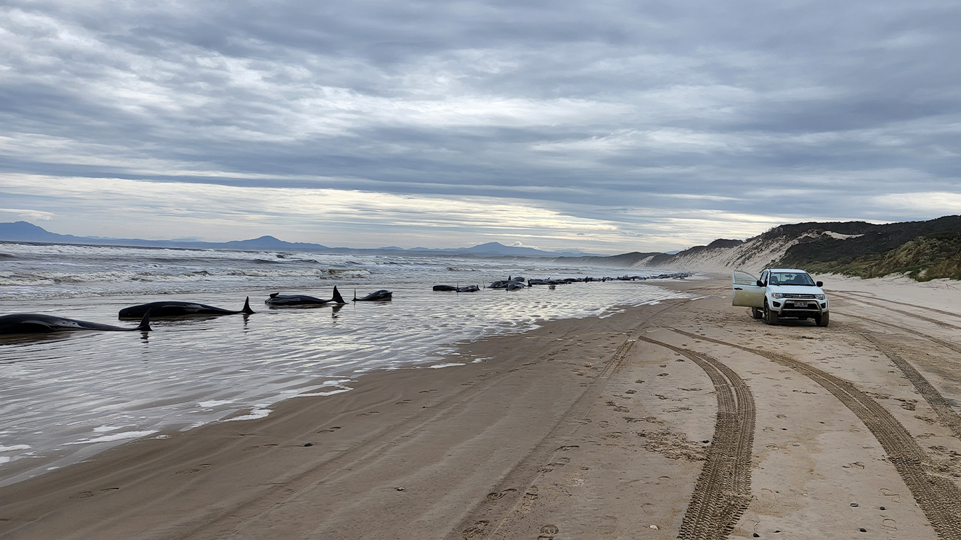 Whales are seen beached along the shoreline on September 21, 2022 in Strahan, Australia. Hundreds of whales pilot have become stranded at Macquarie Harbour on Tasmania's west coast in a mass stranding event. 
