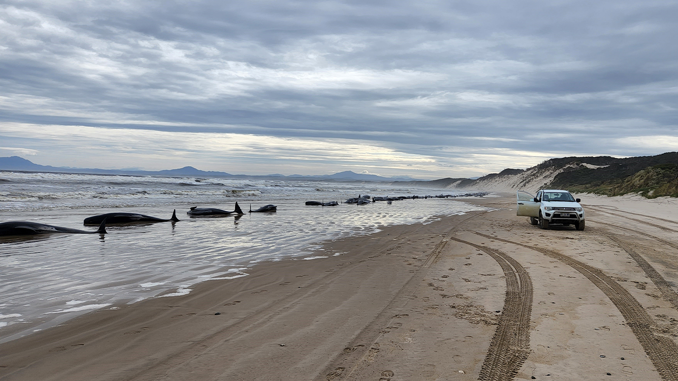 About 200 dead whales have been towed out to sea off Tasmania – and what  happens next is a true marvel of nature