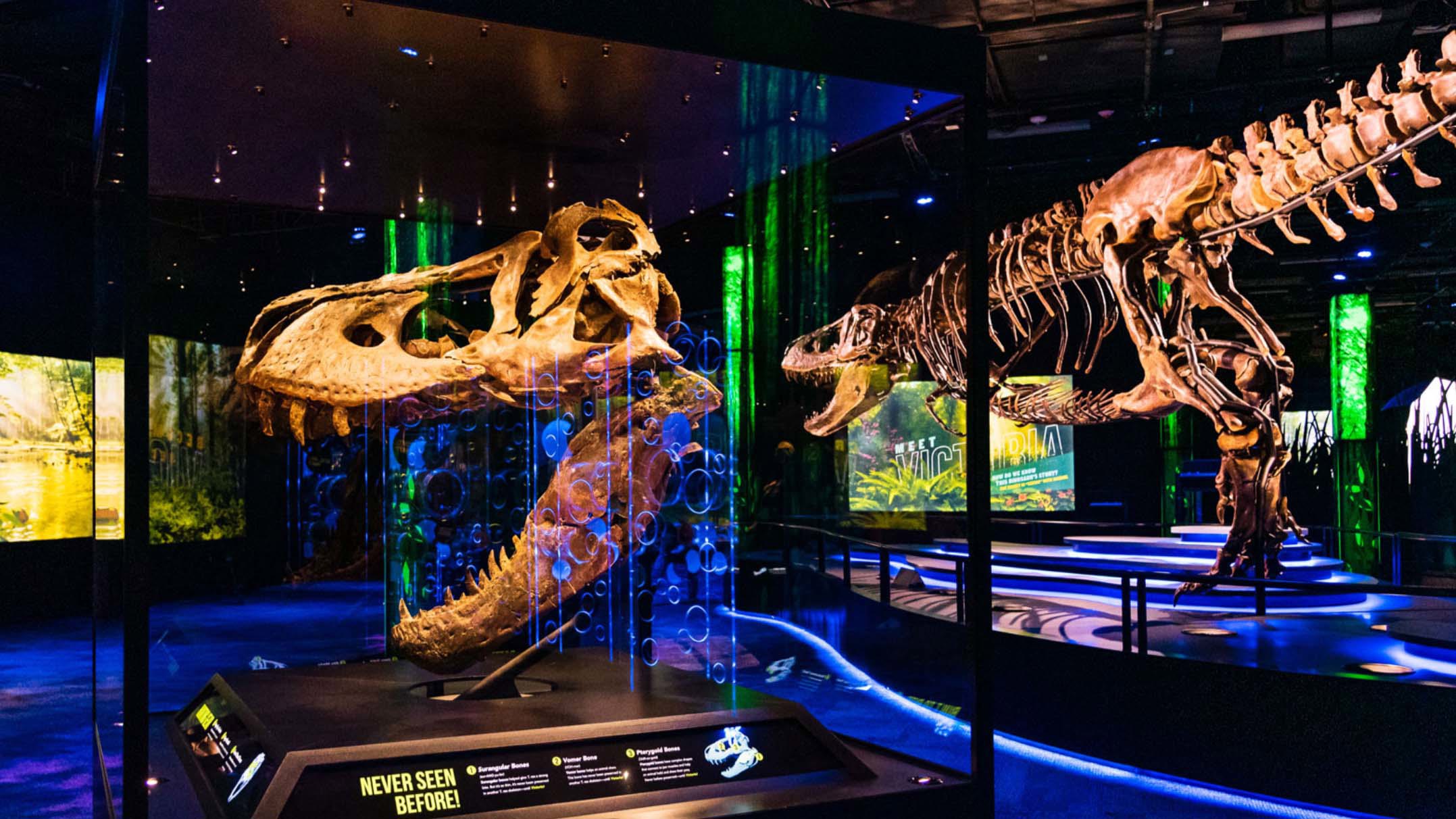 Rare Tyrannosaurus Rex fossil heads to Melbourne Museum