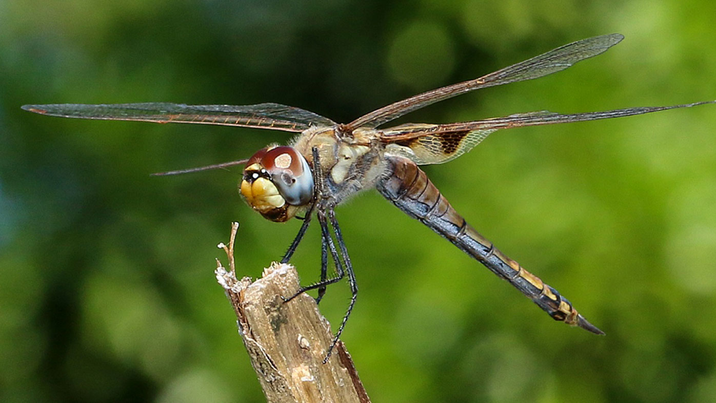 Cia dragonfly deals drone