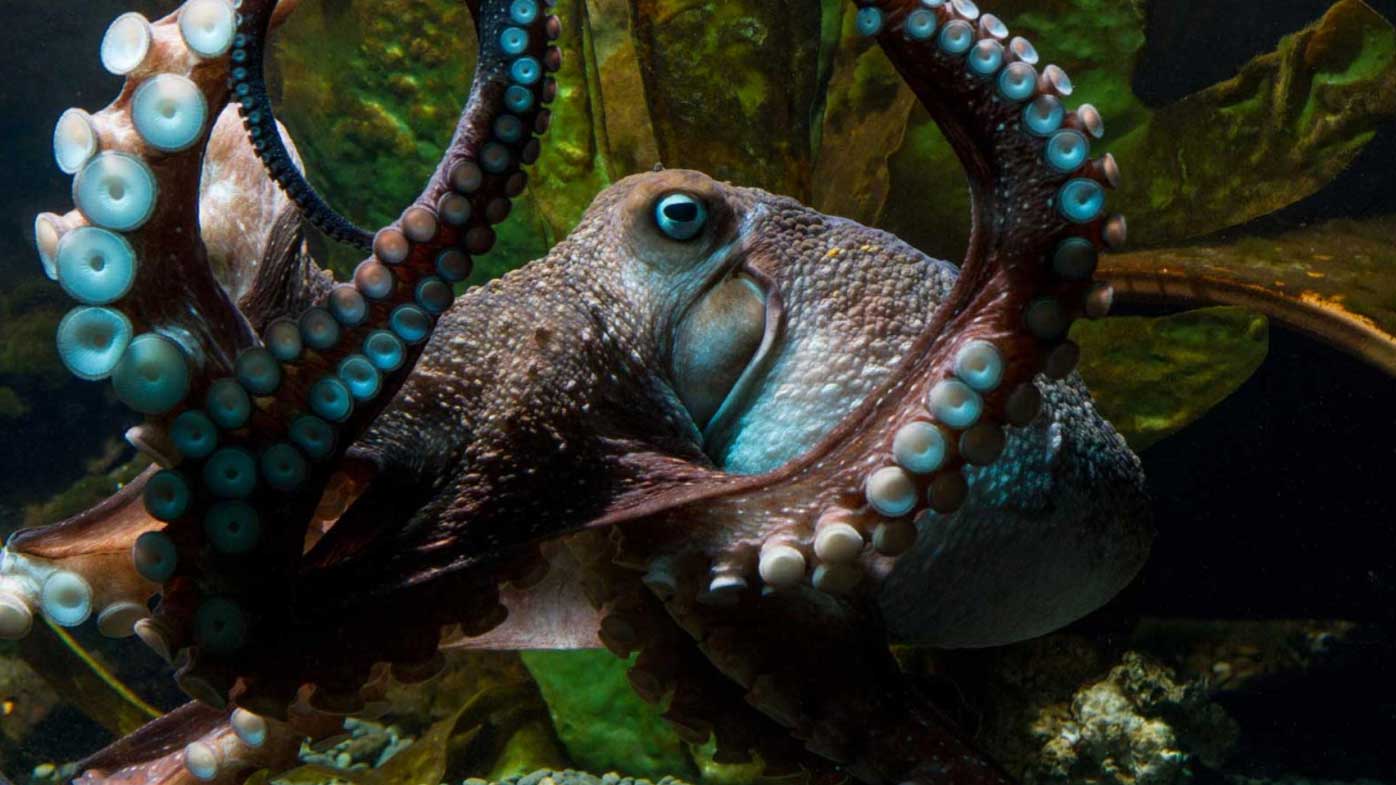 Inky the octopus escaped his tank and fled from New Zealand Aquarium.