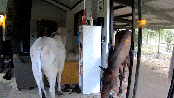 Bull and horses caught wandering into the home of Aussie politician