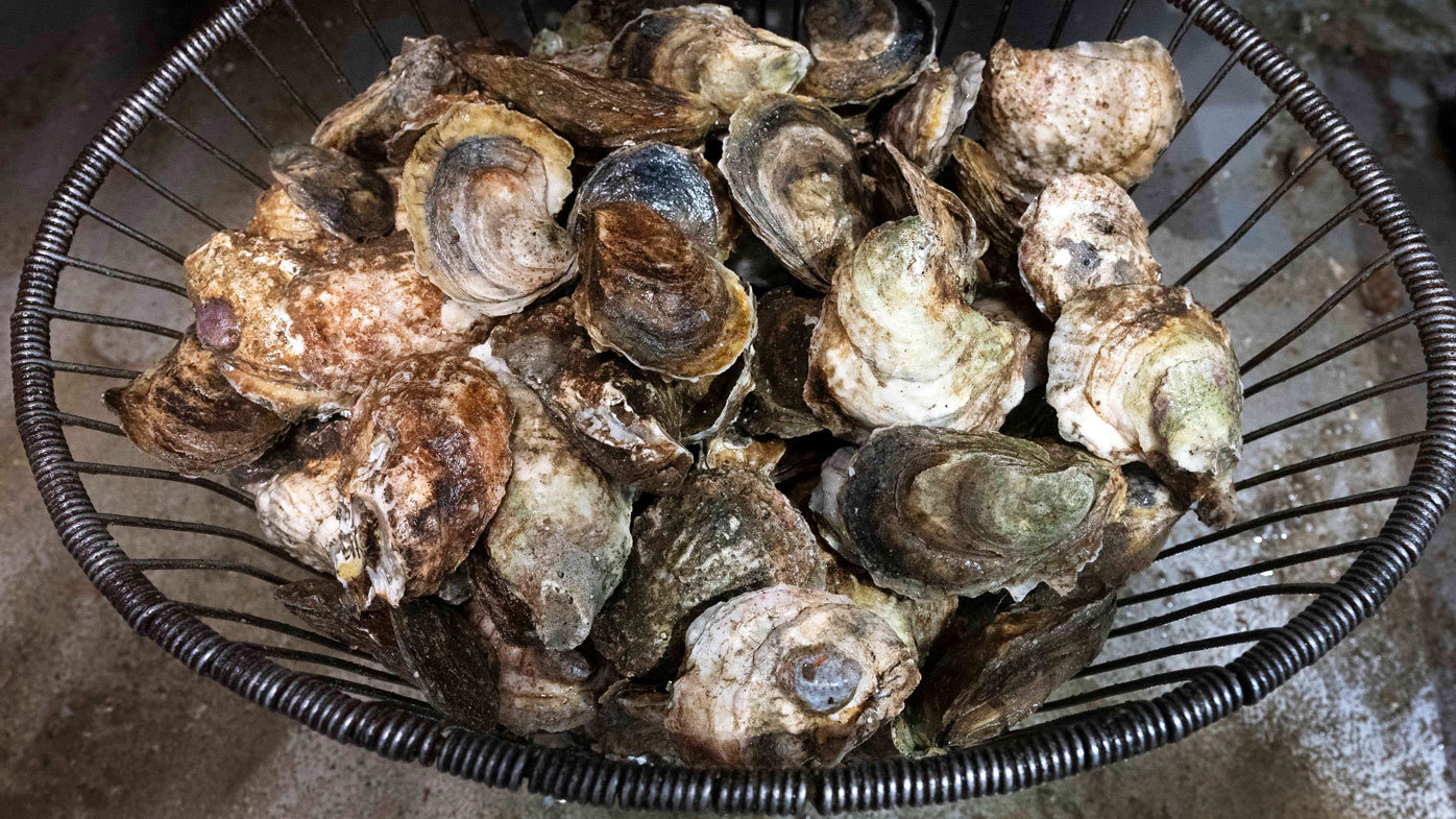 A basket of oysters is ready for packaging and delivery 