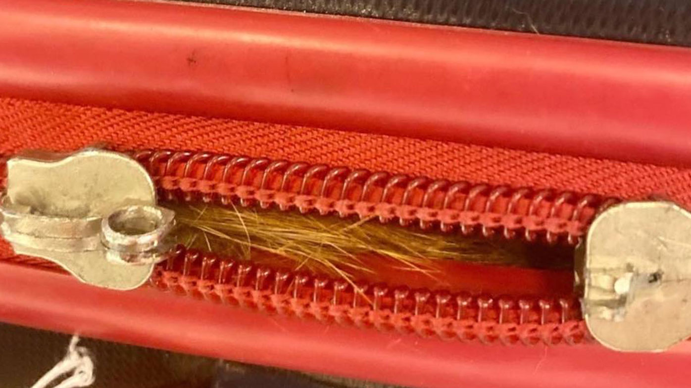 Orange cat trapped in checked luggage JFK airport.