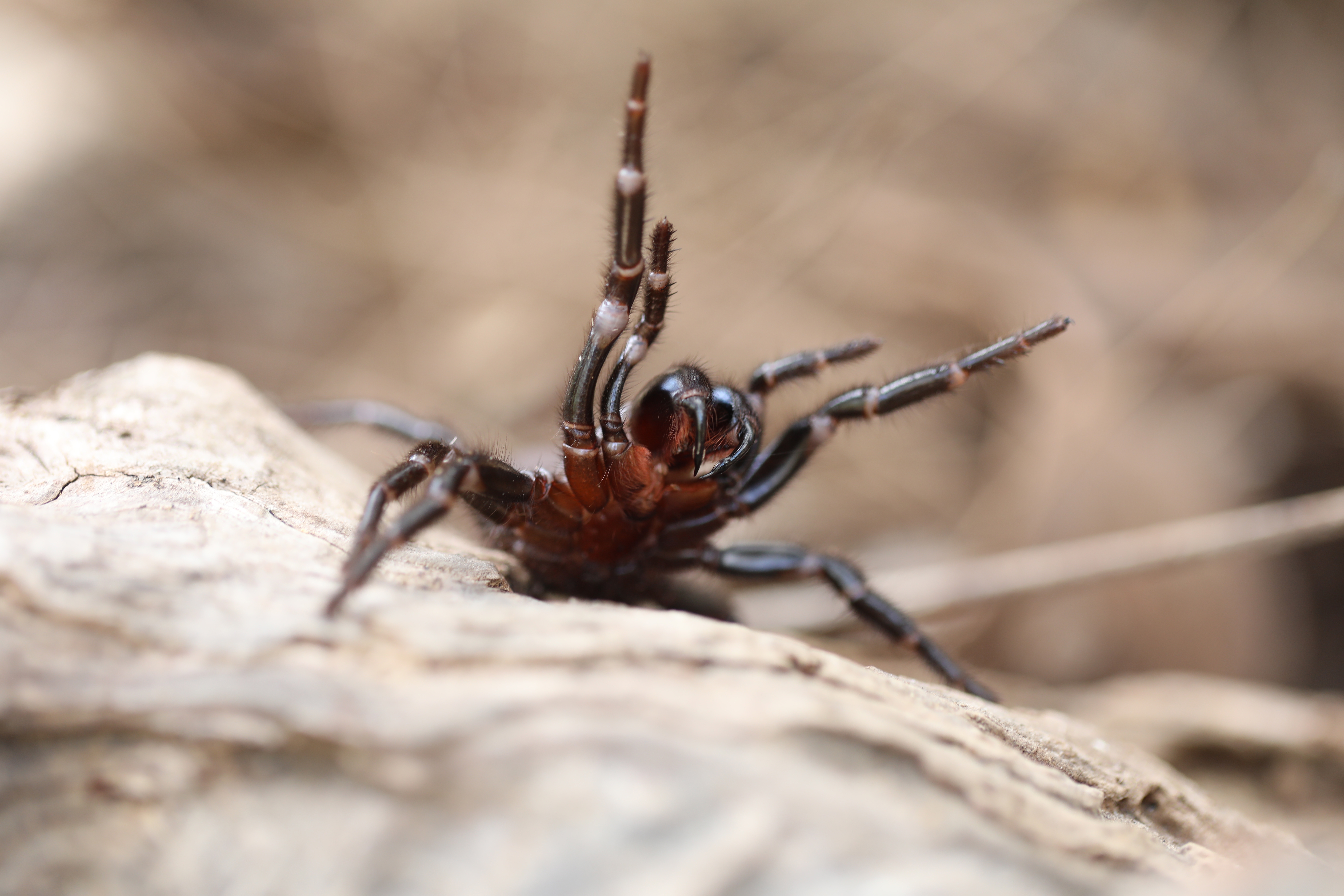 There's a shortage of funnel-web spiders this year. Experts say it could be deadly