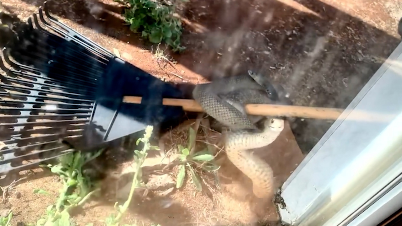'Dangerously venomous' snake filmed knocking at woman's sliding door