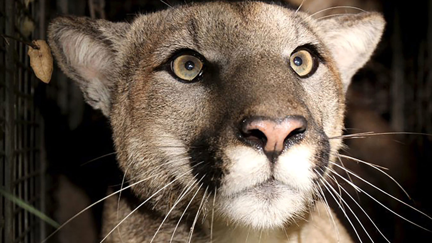 Un león de montaña conocido por los científicos como P-81 fue encontrado muerto en las montañas del oeste de Santa Mónica.