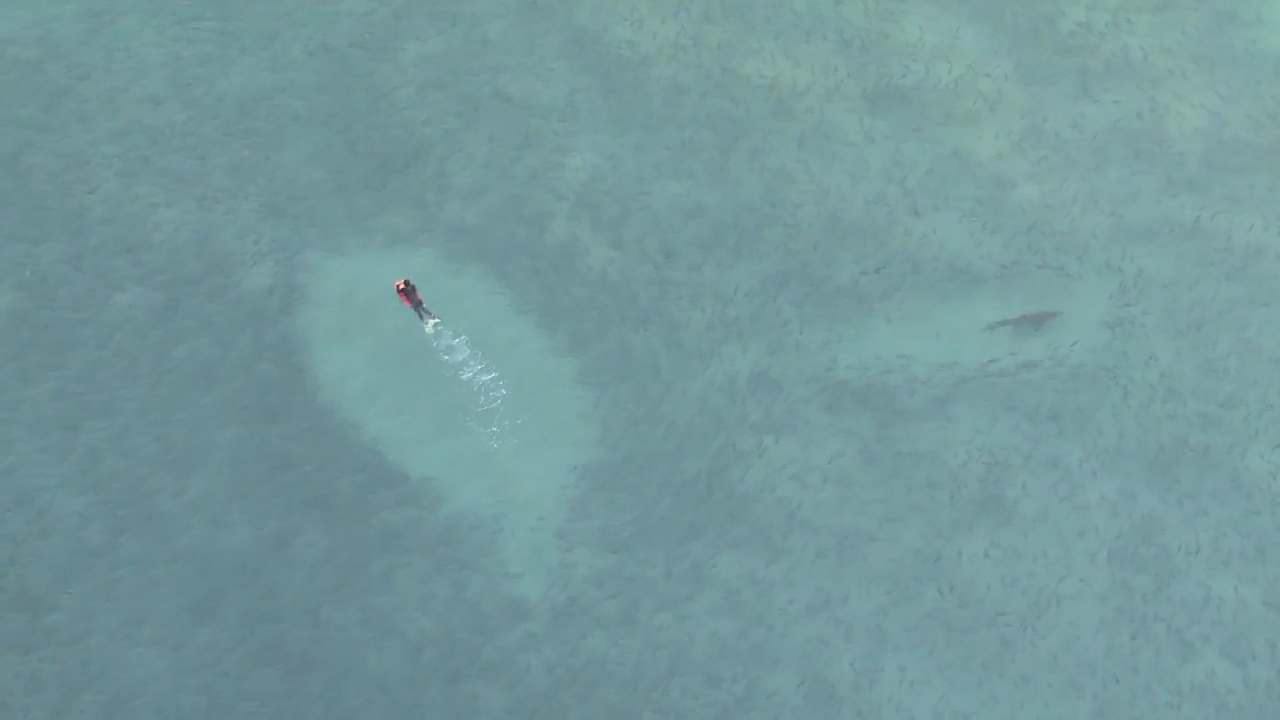 Surfers and swimmers were circled by sharks feasting on fish at Bondi this morning.