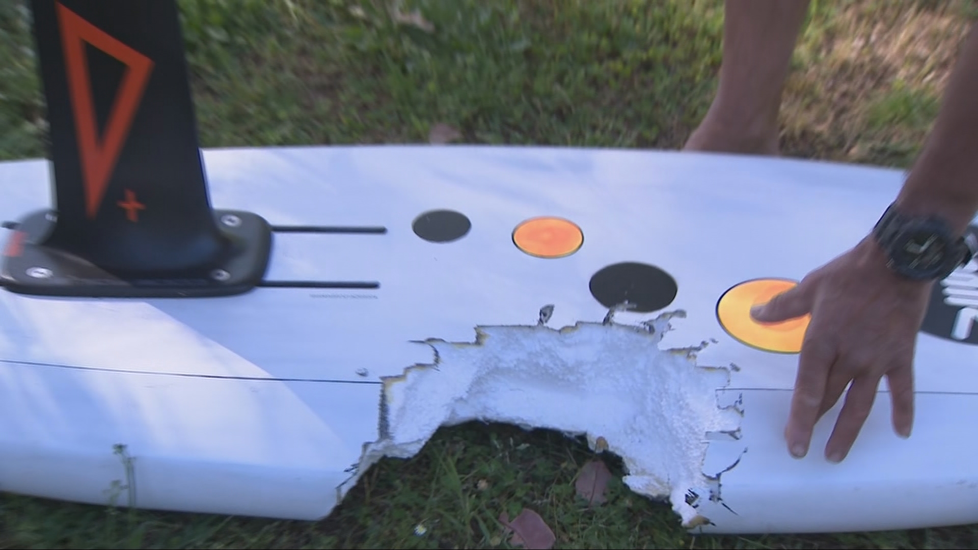 A man has shared how he managed to escape a suspected great white shark, which had knocked him into the water at a popular beach in Western Australia. ﻿