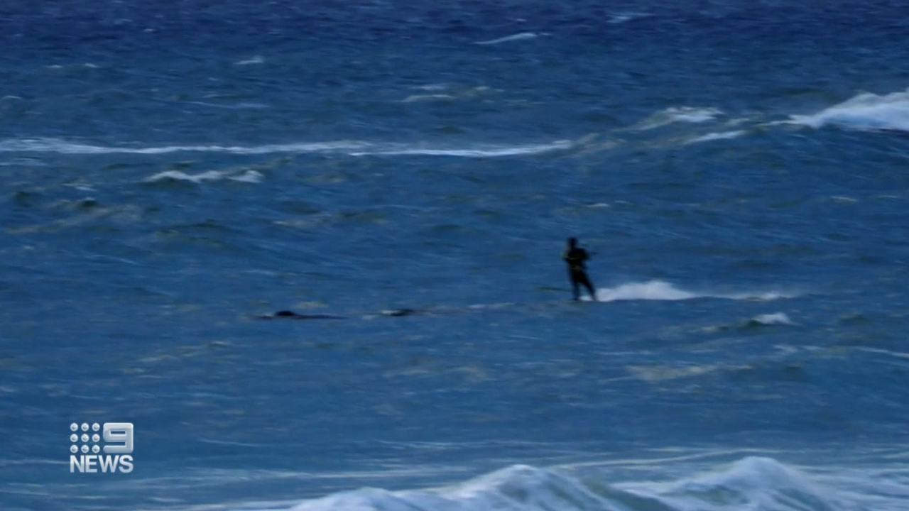 Christies Beach kitesurfer whale 