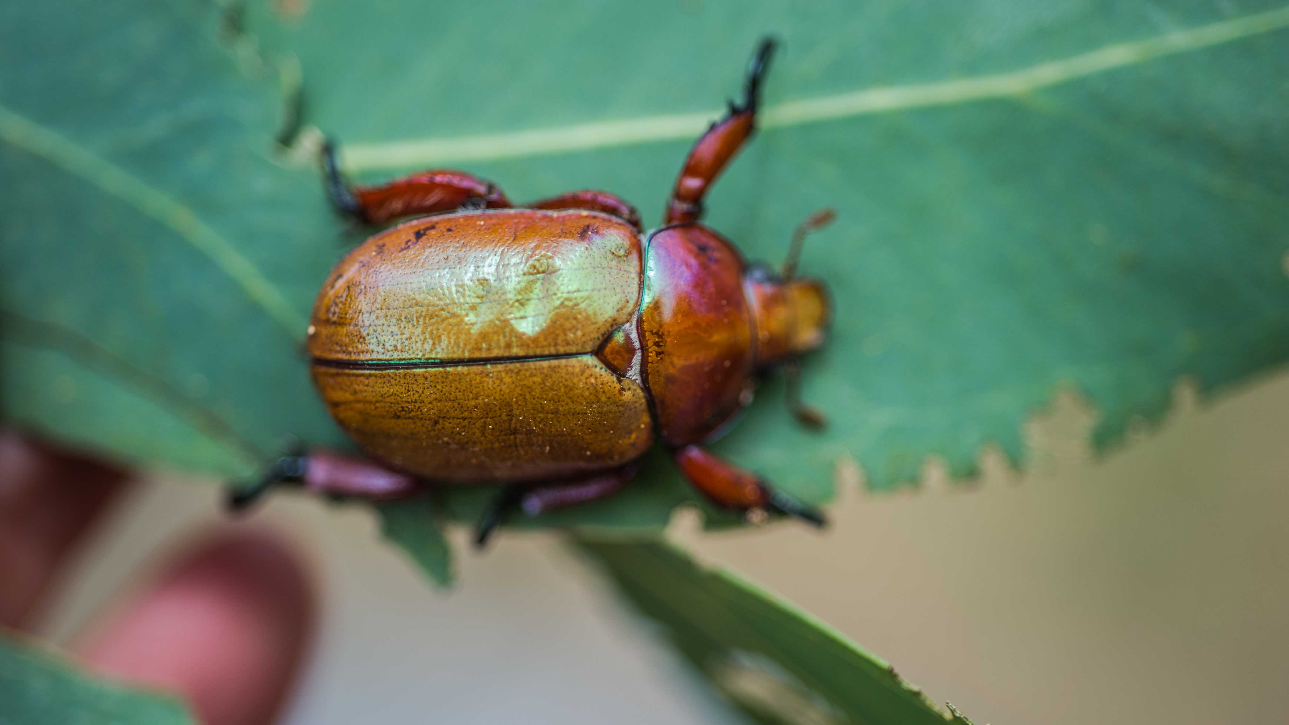 Explained Where have all the Christmas beetles gone? AUSTRALIAN GOVERNMENT