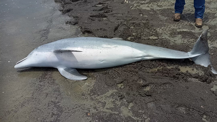 El delfín mular juvenil fue encontrado muerto en West Mae's Beach en Cameron Parish, Luisiana, el 13 de marzo.