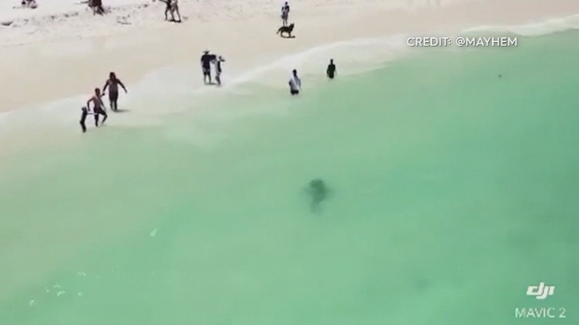 Shark sighted off Whitford dog beach Perth