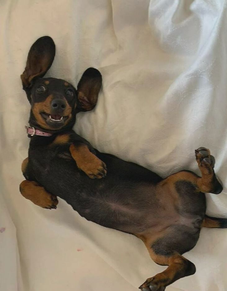 Almost 500 days after a sausage dog named Valerie went missing on Kangaroo Island in South Australia, a video has given her heartbroken owners new hope.