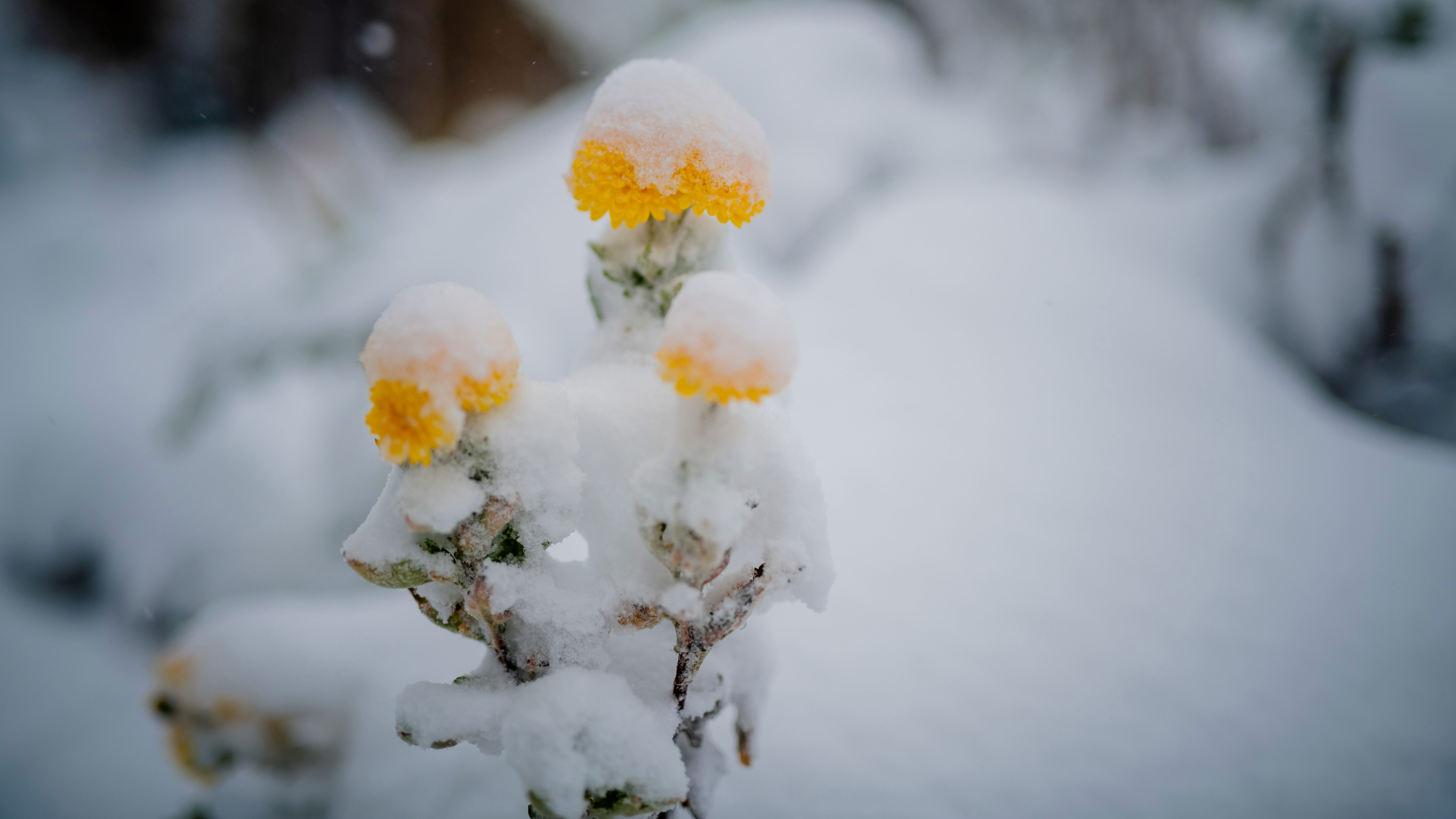 A snow storm covered the landscape in white in Jerangle on Sunday, offering an early taste of winter to come. The Bureau of Meteorology says more snow may fall today in the NSW Blue Mountains regions.