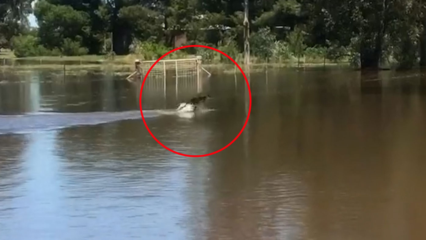 The wallaby was swimming through the flooded Lachland River in Forbes.