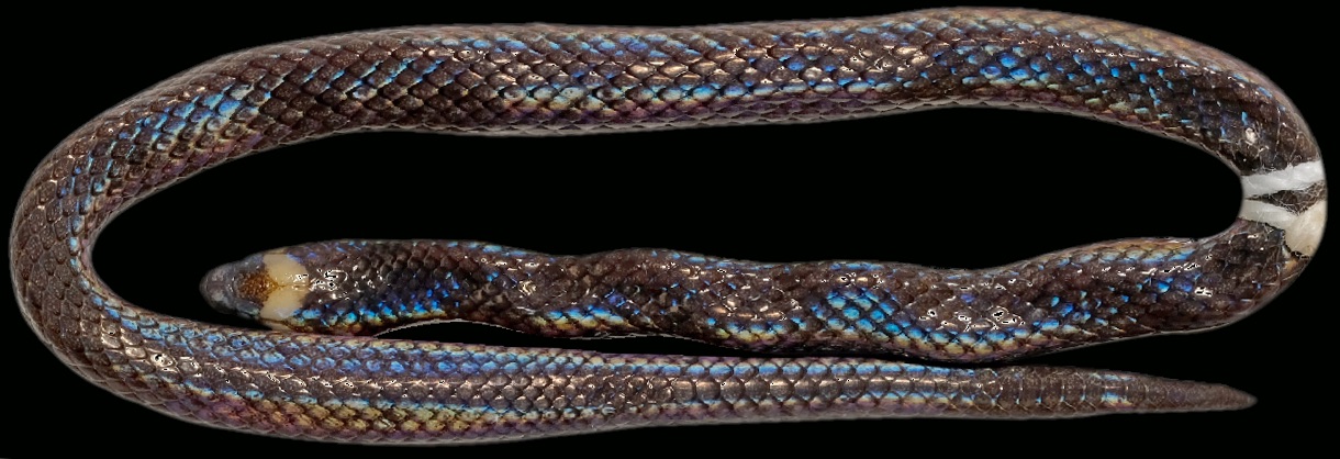 Discovery of a New Species of Enigmatic Odd-Scaled Snake