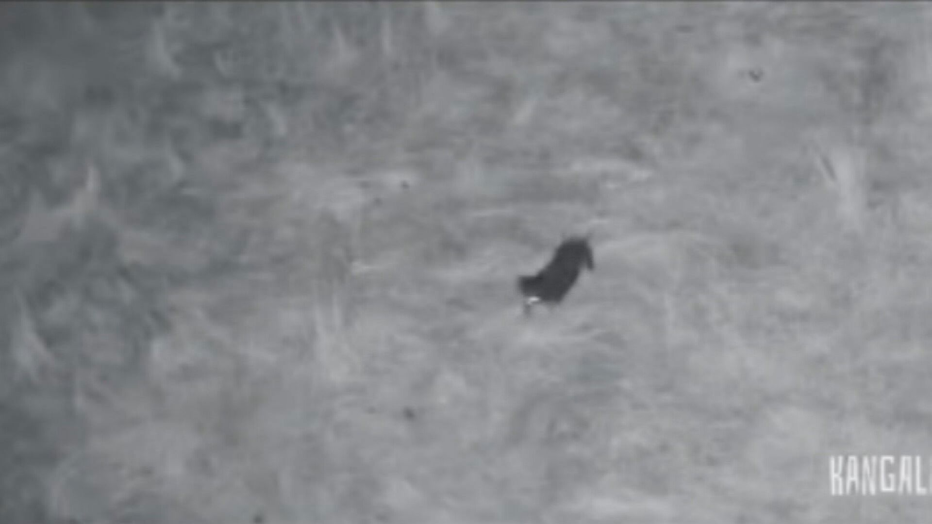 New hope for dog Valerie missing on Kangaroo Island for 500 days