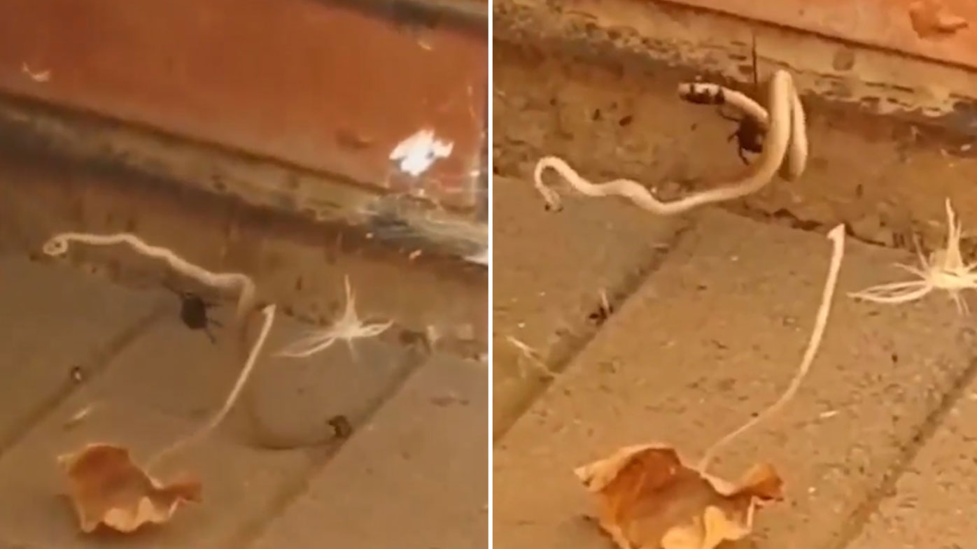 A deadly battle between a baby brown snake and a redback spider.