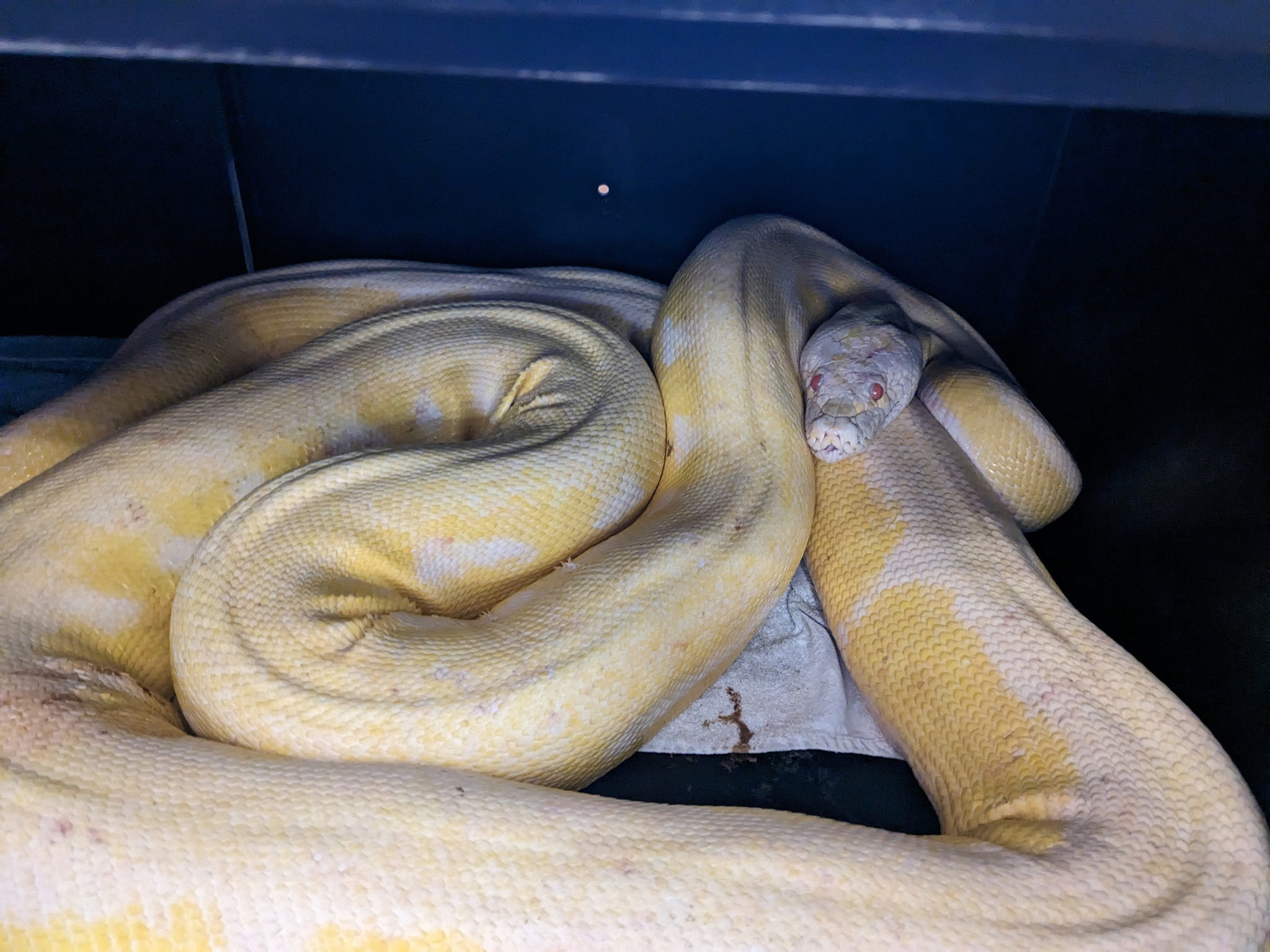Python robado por ladrón de autos rescatado de refugio de animales en EE. UU.